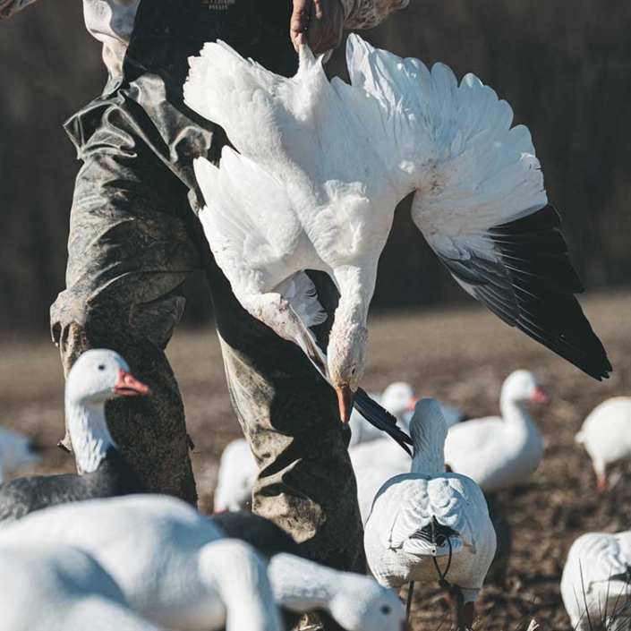 Willow Creek Waterfowl Illinois Snow Goose Hunting